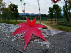 枫叶红了-灵岩山风景区