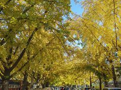 -三里屯东五街银杏大道