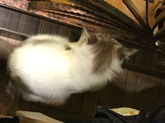 -more than meow吴止猫主题餐厅(承德 中船汇店)