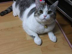 -暖阳宠物医院·犬猫康复中心·骨科