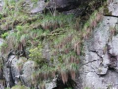 -石台牯牛降景区