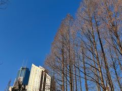 -新虹桥中心花园