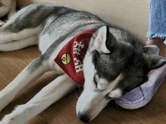 小甜甜-Husky Go! 哈士奇体验馆·宠物咖啡厅狗咖
