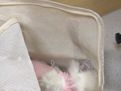-美联众合爱康动物医院•复杂内科•肿瘤科•牙科•腔镜诊疗中心