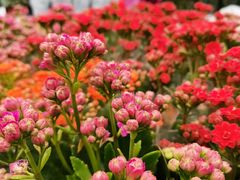 -金科花卉市场