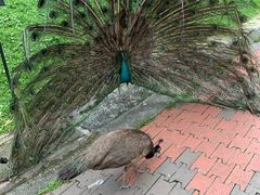 -吉隆坡雀鸟公园