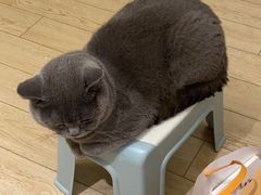 -翊宠yipet猫狗购宠庄园犬舍•猫舍