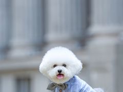 -超宠爱宠物摄影-Super pet