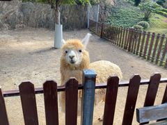 -泉州海丝野生动物世界