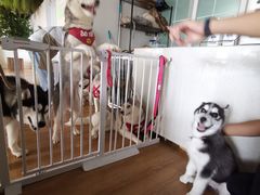 -Husky Go! 哈士奇体验馆·宠物咖啡厅狗咖