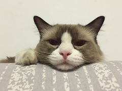 -Bastet sally猫舍购宠(静安店)