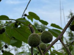 -桤木河湿地公园