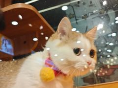 -欣宠猫屋·矮脚拿破仑·蓝金金渐层