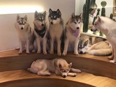 -Husky Go! 哈士奇体验馆·宠物咖啡厅狗咖
