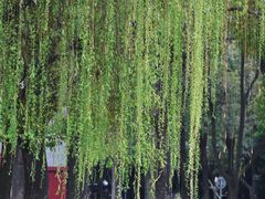 -四川大学(望江校区)