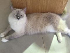 -Heymao猫咖.咖啡厅(东门店)