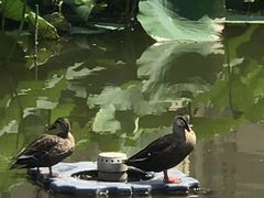 -前关湿地公园