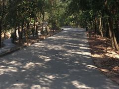 -中山市树木园