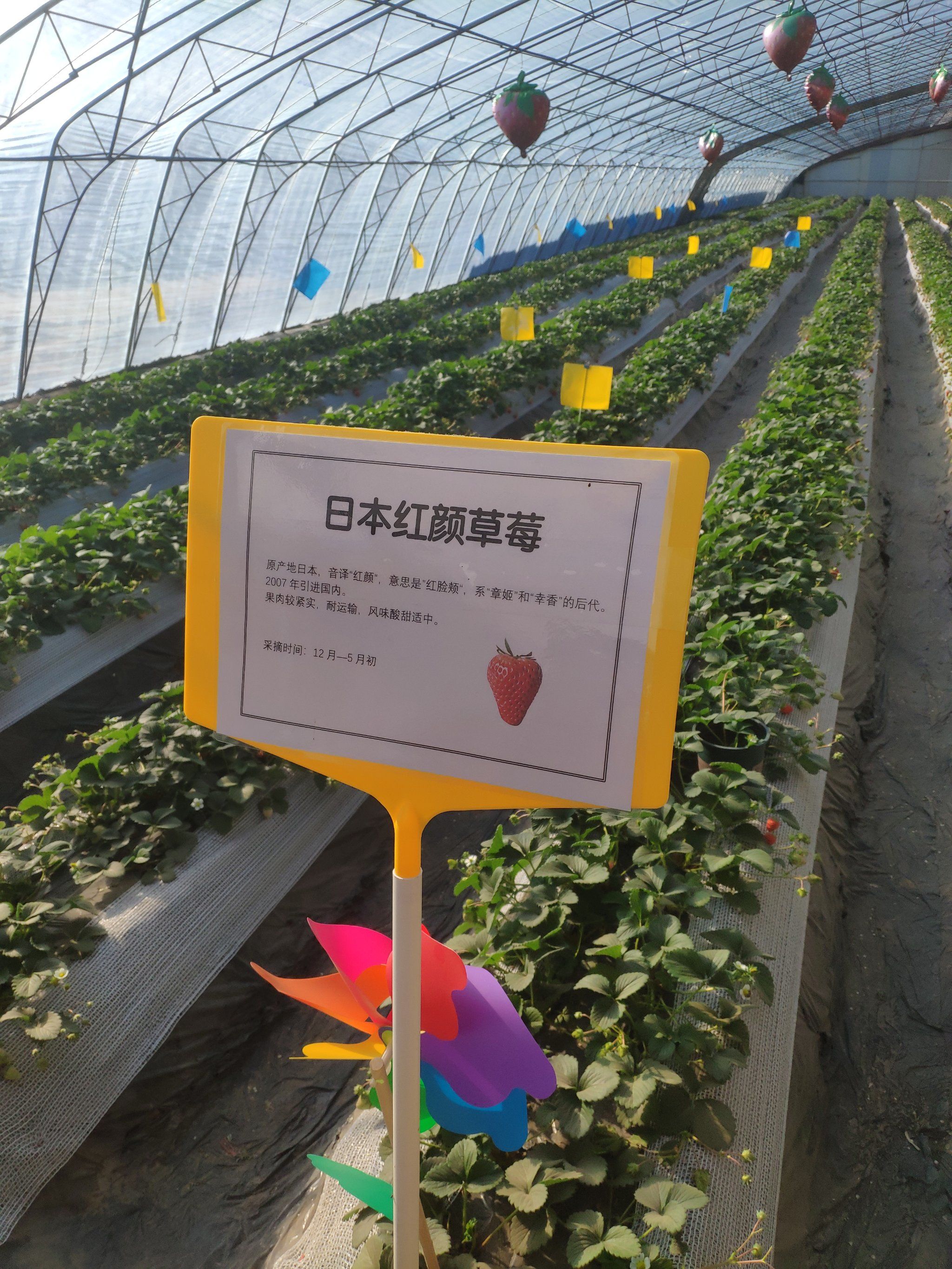春天必须要来的草莓园