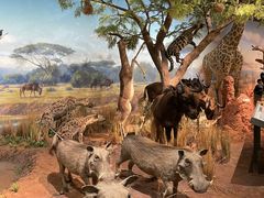 -陕西自然博物馆