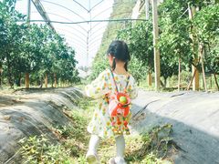 -前小桔亲子创意农场·草莓采摘·露营烧烤