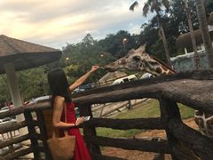 -清迈夜间动物园