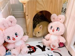 -守诺宠物医院·眼科· 特色牙科·异宠专科(虹口店)