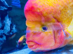 -迪拜水族馆及水下动物园