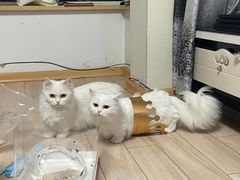 -宠爱国际动物医院· 猫科· 外科·中兽医(长白店)