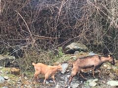 -硗碛藏寨·神木垒景区