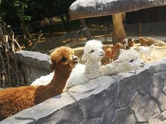 -青岛森林野生动物世界