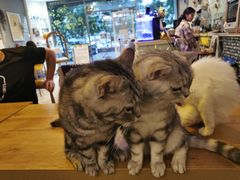 -平行世界·猫咖(首经贸店)