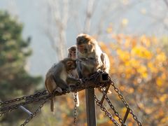 -西安秦岭野生动物园
