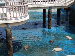 -广东惠东海龟国家级自然保护区
