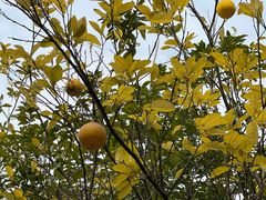 -广州神农草堂中医药博物馆