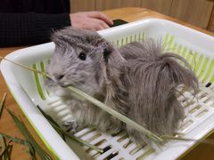 -藦茜花园宠物主题亲子互动体验馆(国顺东路店)