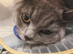 -萌兽医馆·犬猫专科·眼科中心·宠物医院(朝阳门分院)