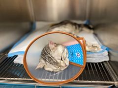 -艾贝尔宠物医院 ·中兽医·宠保定点(北门桥店)