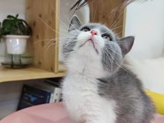 -山宅一喵德文卷毛猫舍