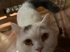 -动动咖啡清真西餐厅