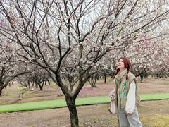 -香雪海