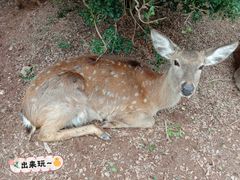 -百万葵园