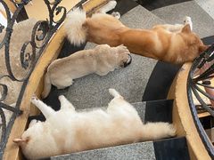 -喜柴咖啡·柴犬狗咖