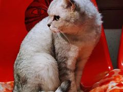 -猫咪博物馆(顶澳仔猫街店)