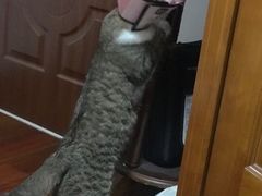 -心语宠物医院·急重症转诊中心·瑞辰华诺(南青路店)