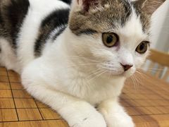 -楼上猫咖(罗湖店)