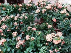 -保定市花鸟鱼虫市场