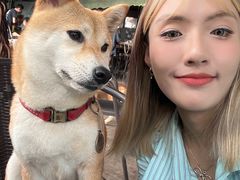 -柴犬高等学院·狗咖·柴犬售卖·宠物训练