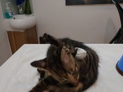 -御宝贝·A梦猫科宠物医院(国际猫友好医院)