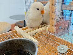 -吉丁鸟咖·异宠·寄养